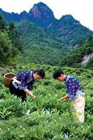 黃山毛峰價格走低.jpg