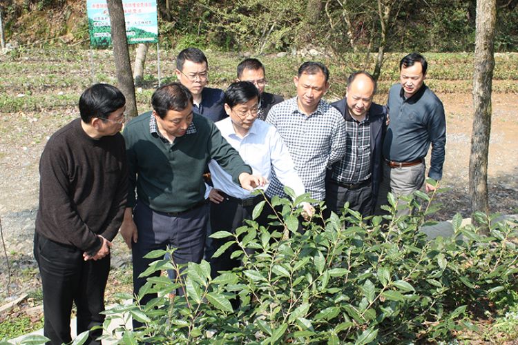 吳文達率隊調研六百里桃源野茶谷林下經濟.jpg